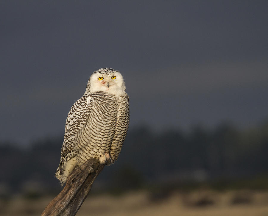 Owl Photograph - Magic Light by Doug Lloyd