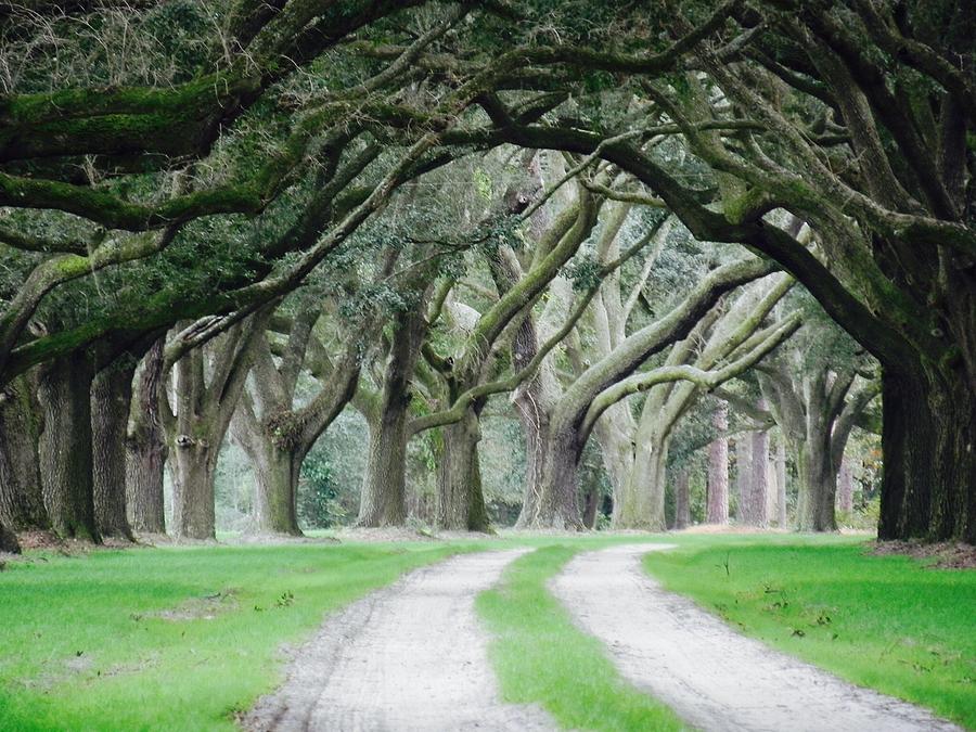 Magic Live Oaks Photograph by Patricia Greer