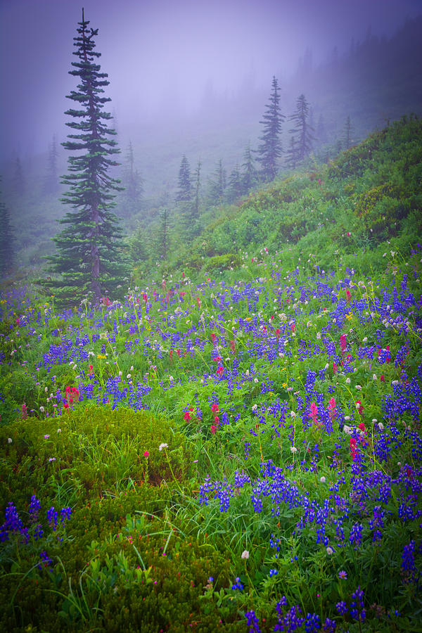 Magic Photograph - Magic Mountain flowers by Randall Branham