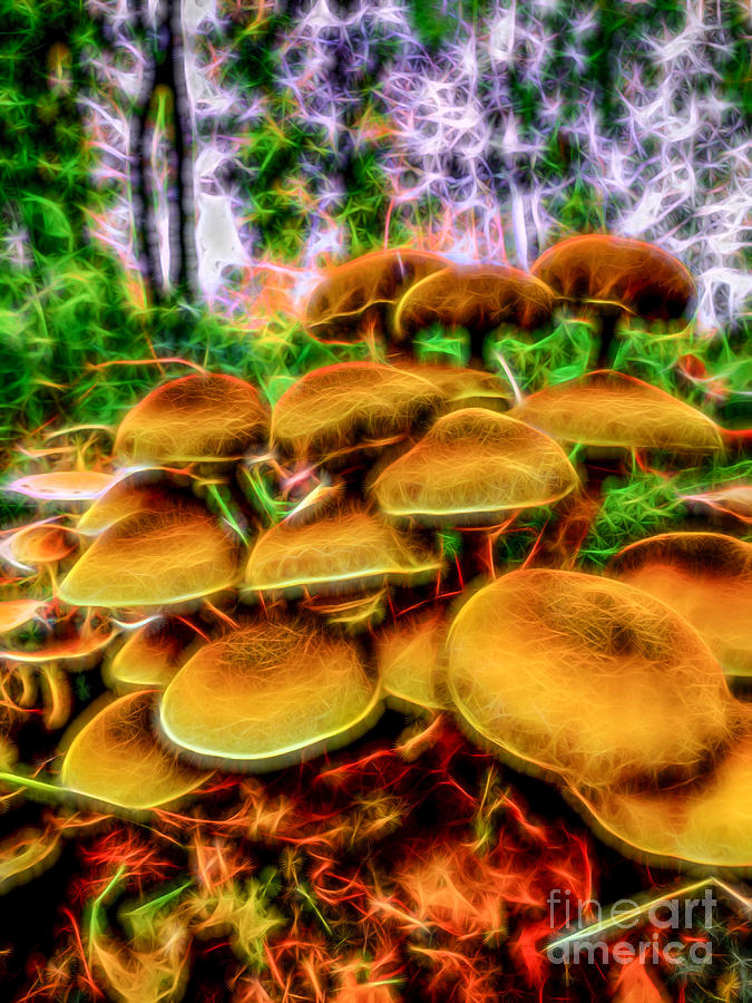 Magic Mushroom-1 Photograph by Casper Cammeraat