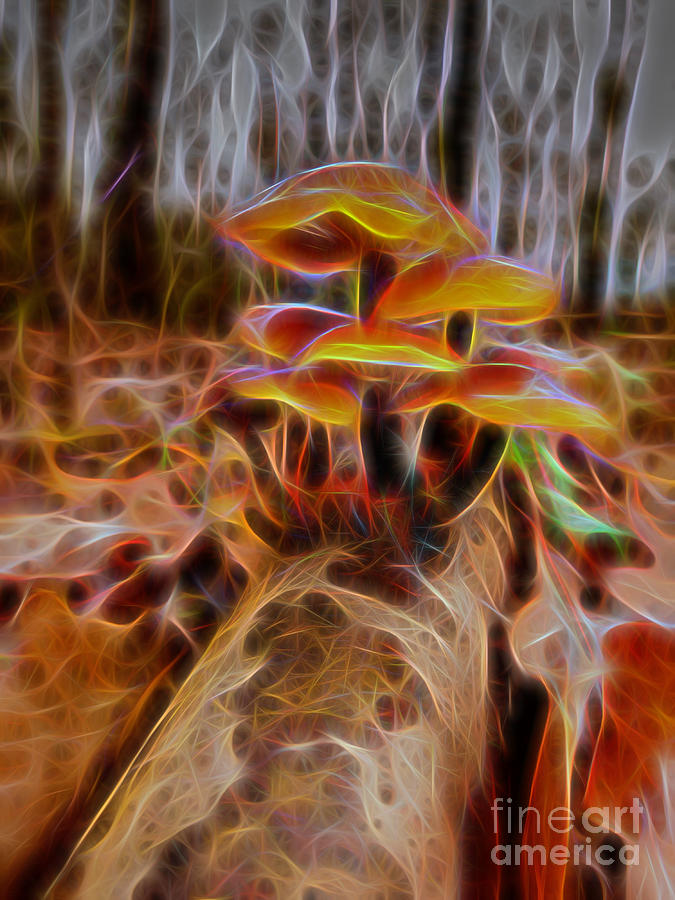 Magic Mushroom-2 Photograph by Casper Cammeraat