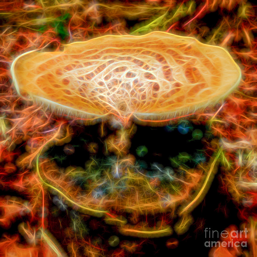 Magic Mushroom-4 Photograph by Casper Cammeraat