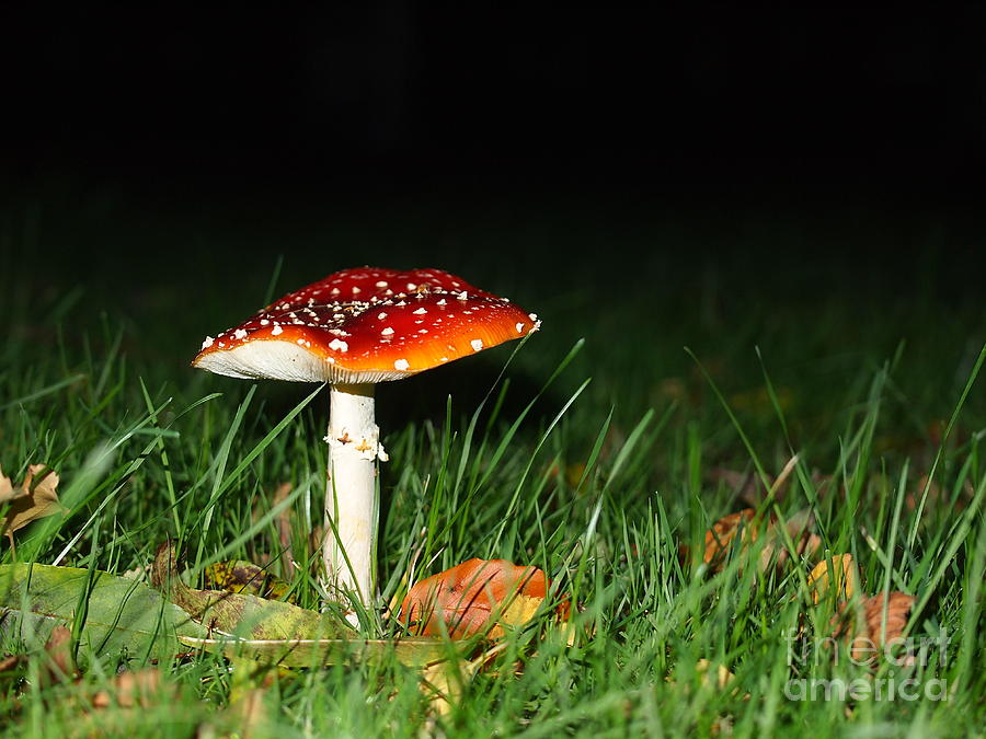 Mushroom Photograph - Magic Mushroom by Elizabeth Debenham