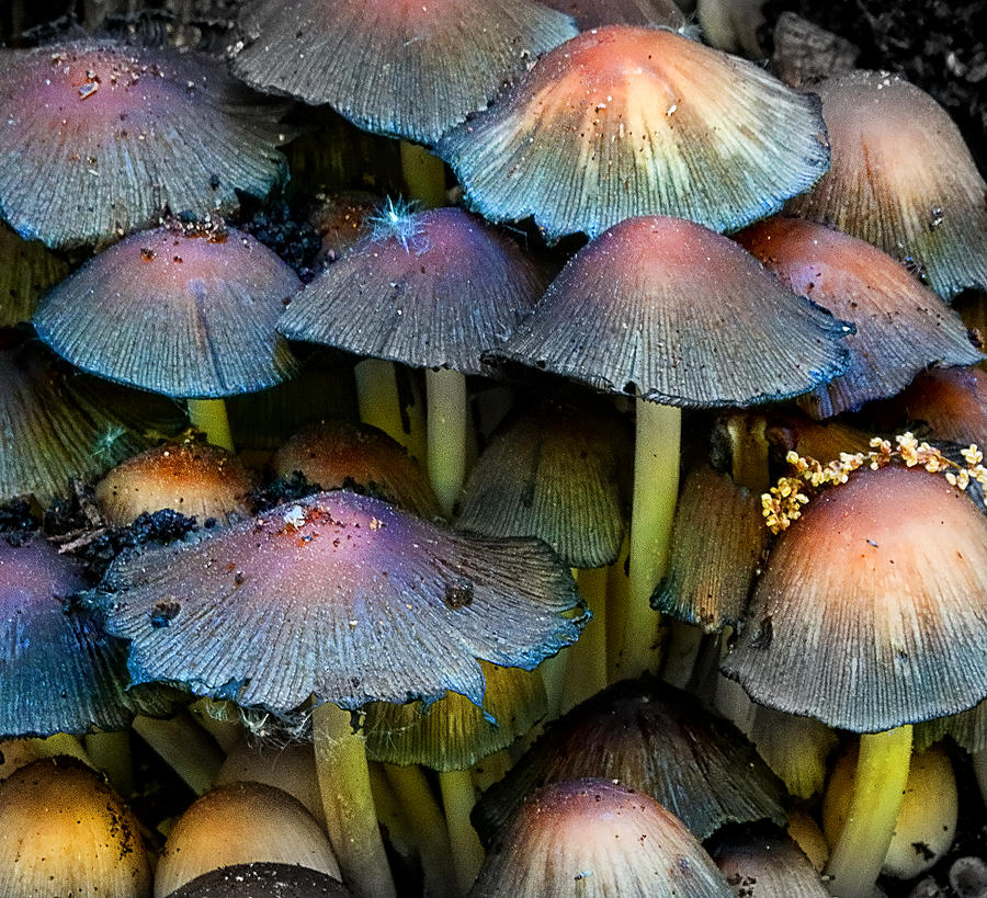 Magic Mushrooms Photograph by Dean Ginther