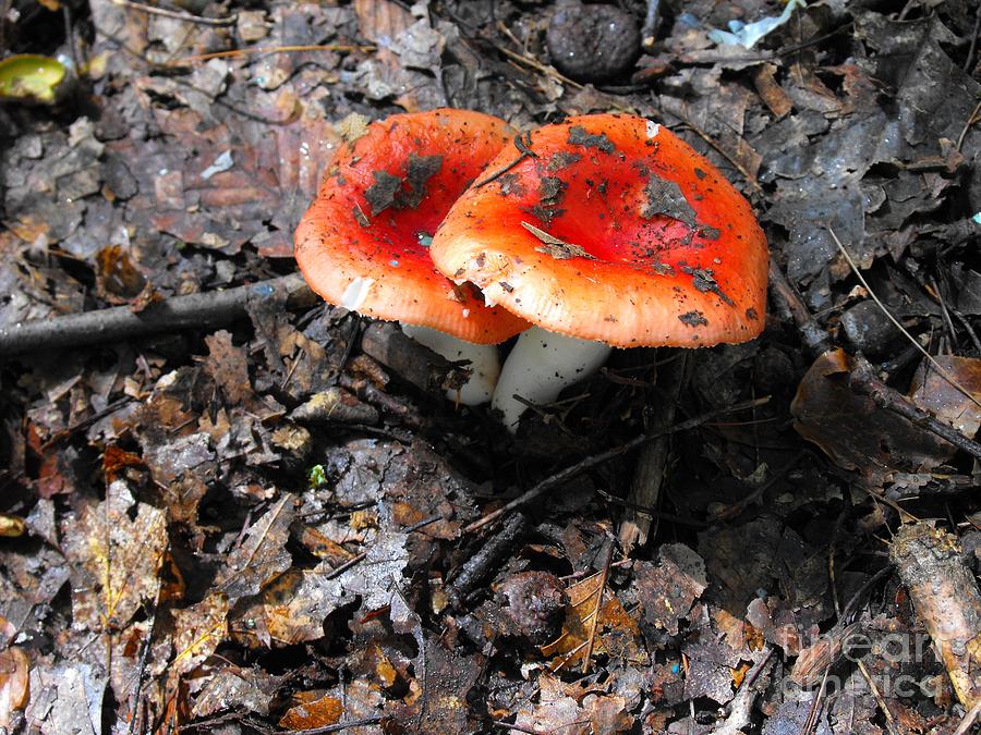 Mushroom Photograph - Magic Mushrooms by Lisa Gifford