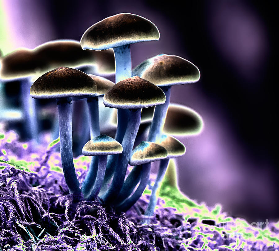 Mushroom Photograph - Magic Mushrooms by Melody Watson