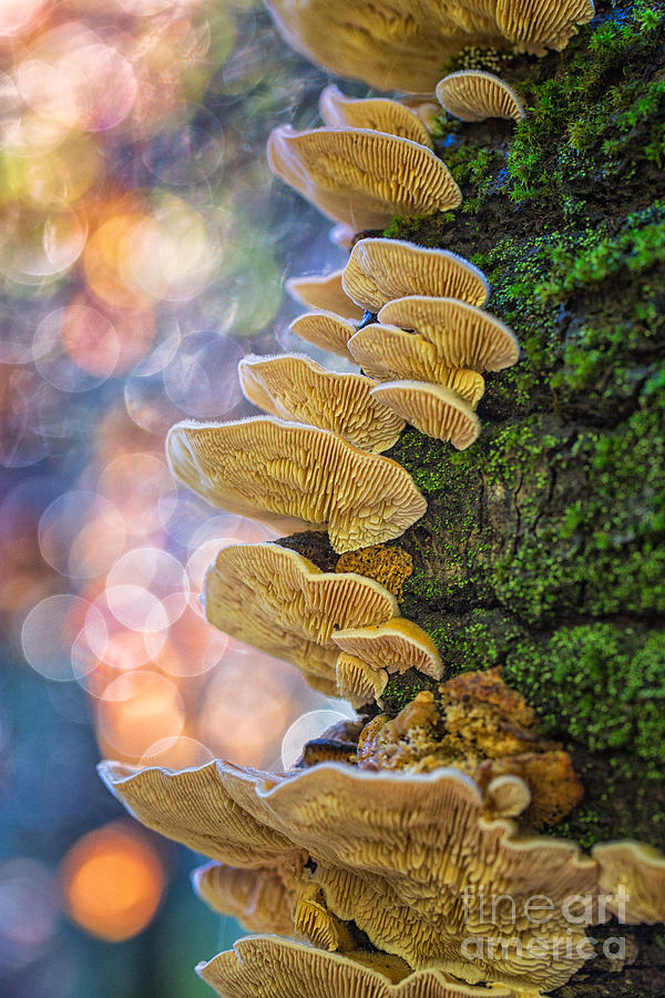 Magic Mushrooms Photograph by Mimi Ditchie
