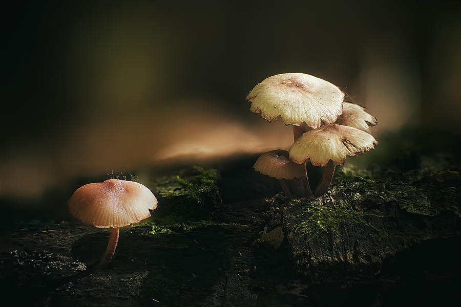 Mushroom Photograph - Magic Mushrooms by Scott Norris