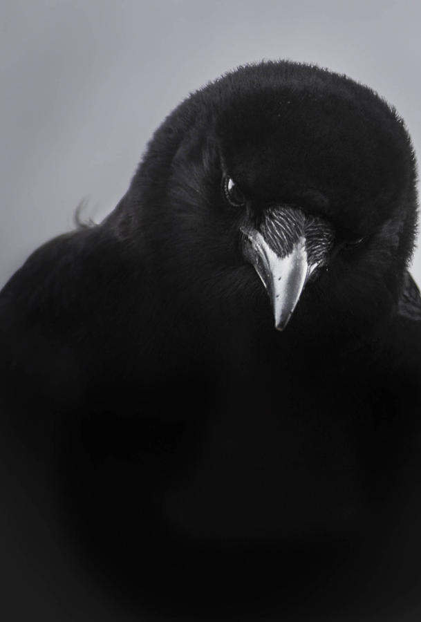 Magic of Crow Photograph by Rae Ann  M Garrett
