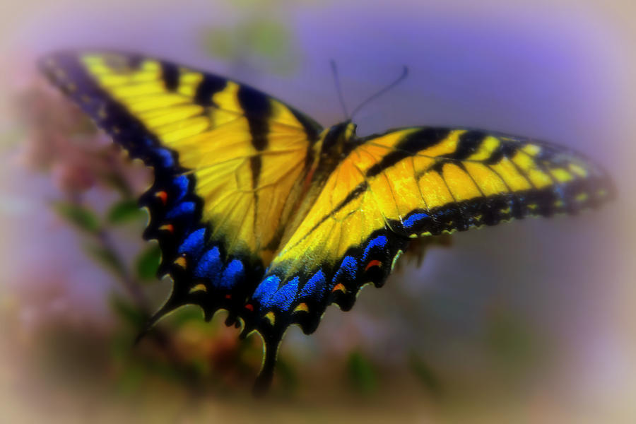 Butterfly Photograph - MAGIC of FLIGHT by Karen Wiles