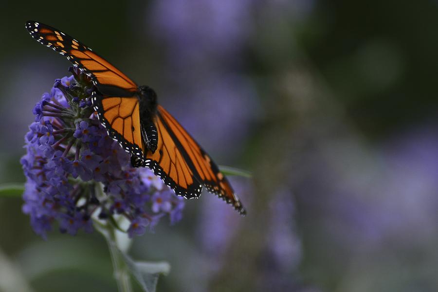 Magic of Monarch -3 Photograph by Rae Ann  M Garrett