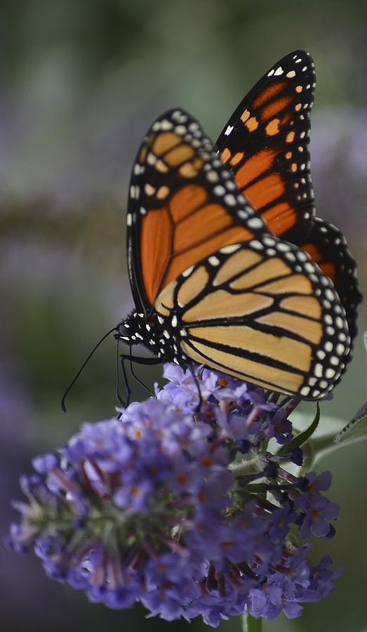 Magic of the Monarch -2 Photograph by Rae Ann  M Garrett
