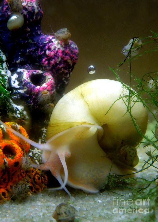Magic Orb Under The Sea Photograph by Renee Trenholm