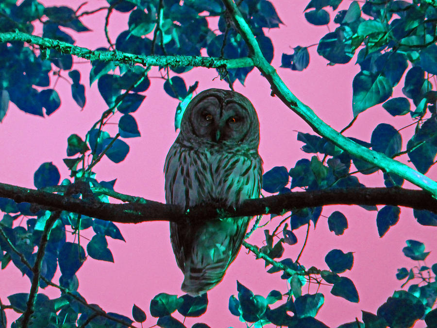 Magic Owl Photograph by Laurie Tsemak