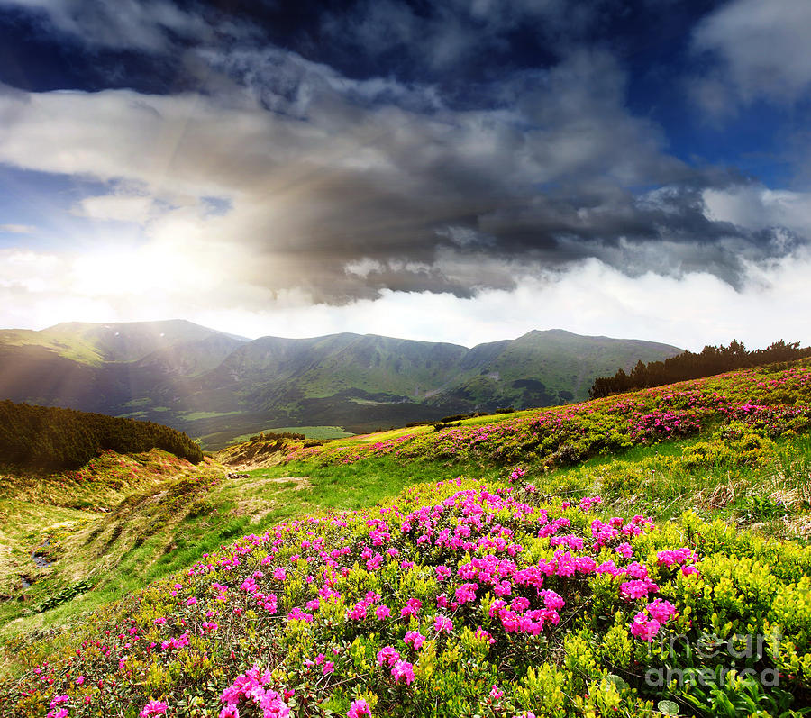 Magic pink summer mountain Photograph by Boon Mee