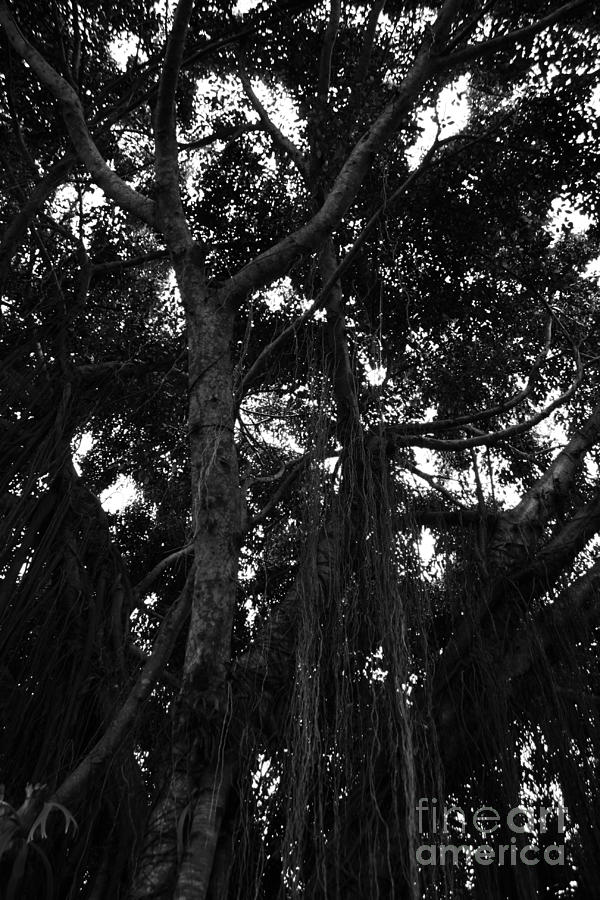 Magic Tree Black and White Photograph by Arwen Murphy Pixels