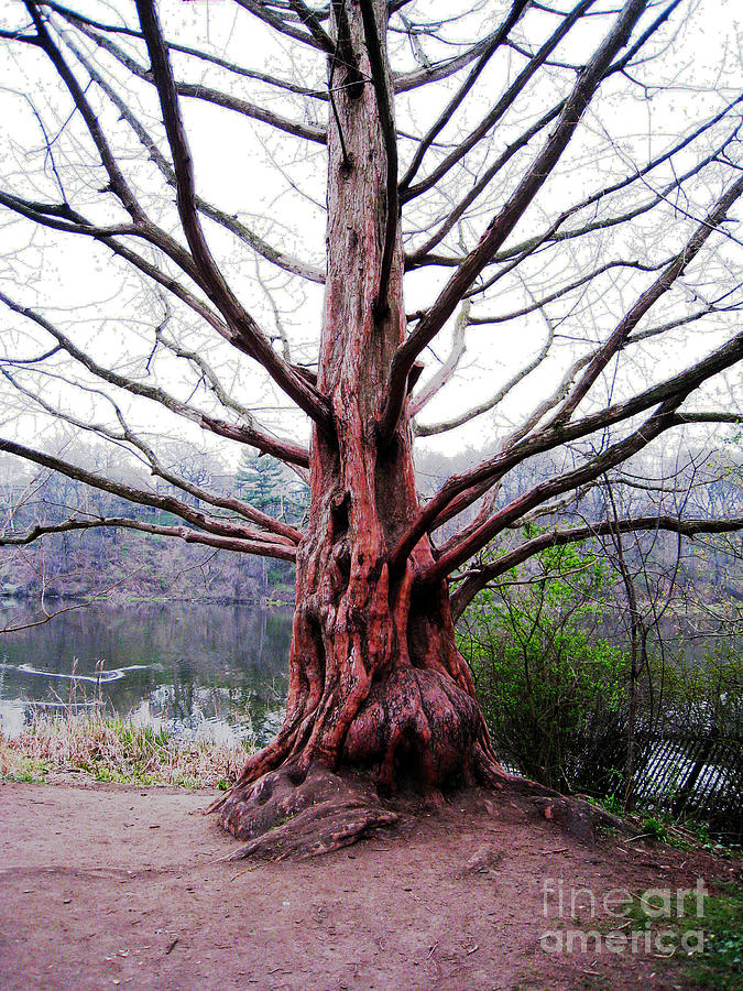 The Old Magic Tree Photograph by Nina Silver