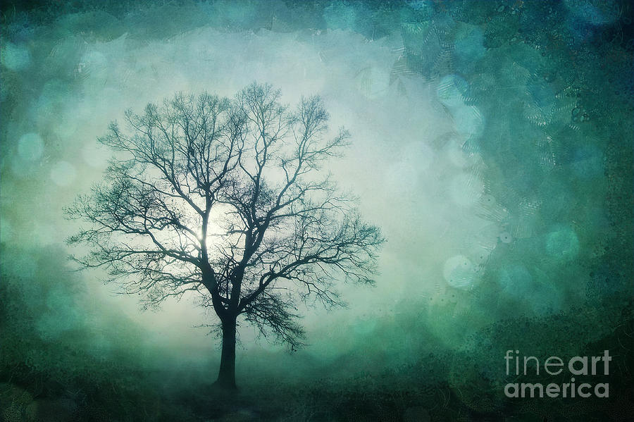 Tree Photograph - Magic Tree by Priska Wettstein