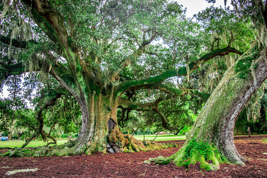 Magic Tree Photograph by Ross Muggivan - Fine Art America