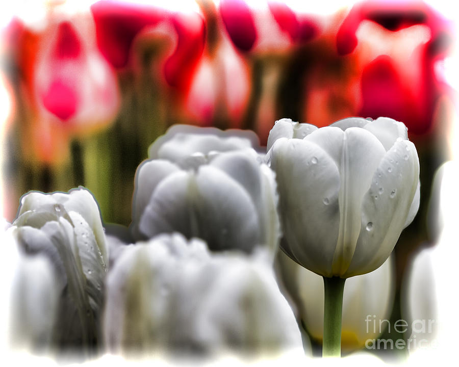 Magic Tulip Garden Photograph