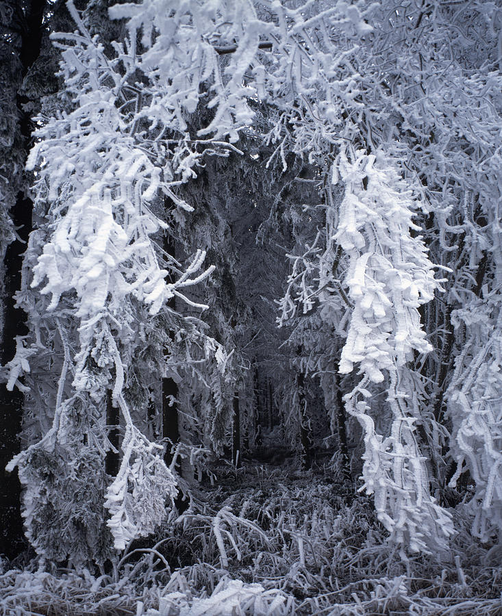 Magic winter forest Photograph by Ulrich Kunst And Bettina Scheidulin