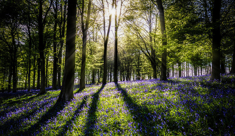 Spring Photograph - Magic Wood by Ian Hufton