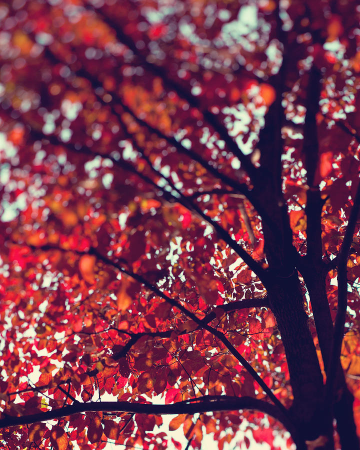Magical Autumn Photograph by Kim Fearheiley