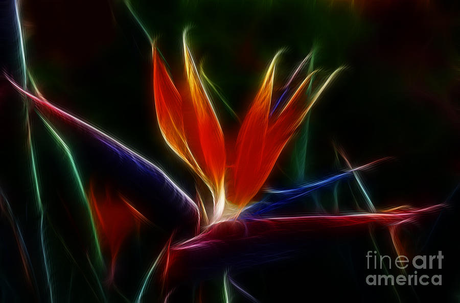 Abstract Photograph - Magical Bird of Paradise by Sandra Bronstein