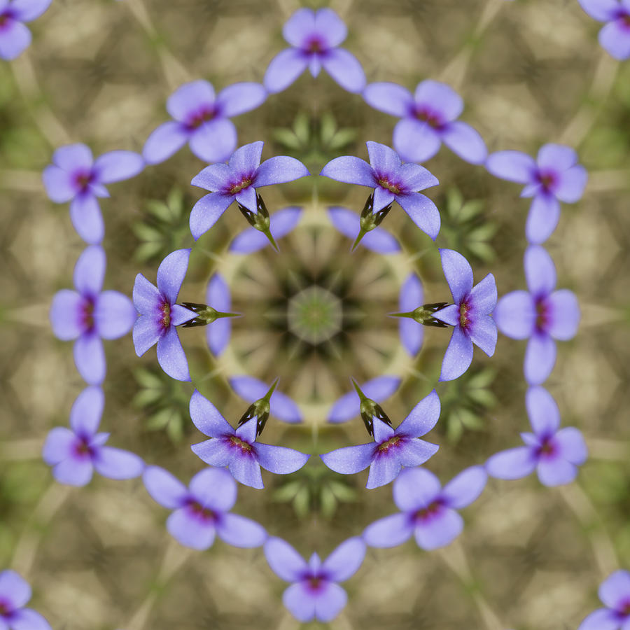Flowers Still Life Photograph - Magical Bluet Wildflower Kaleidoscope by Kathy Clark