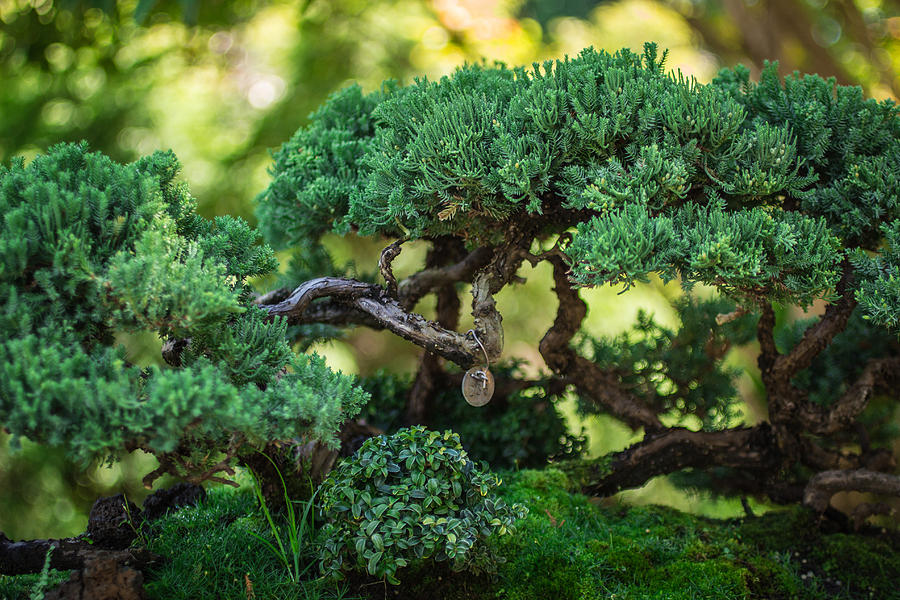 Bonsai Photograph - Magical Bonsai by Julie Andel Bonsai Photograph - Magical Bonsai by Julie Andel