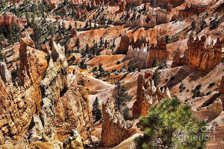Unearthly Bryce Canyon Photograph by Brenda Kean