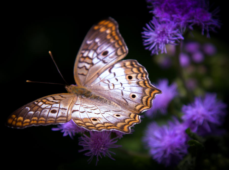 Magical Butterfly Photograph by Karen Wiles