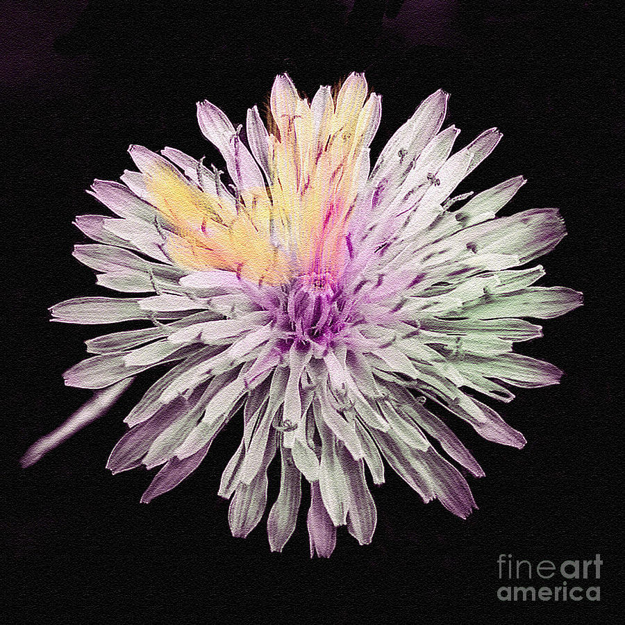Abstract Photograph - Magical Chrysanthemum by Bob and Nadine Johnston