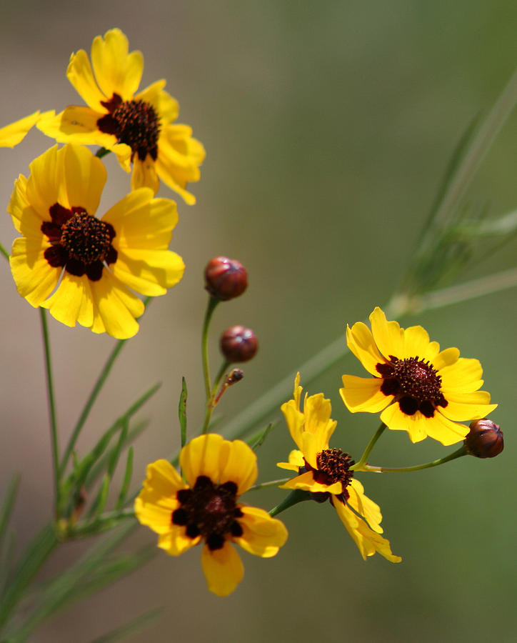 Magical Coreopsis Tinctoria Wildflowers Photograph by Kathy Clark