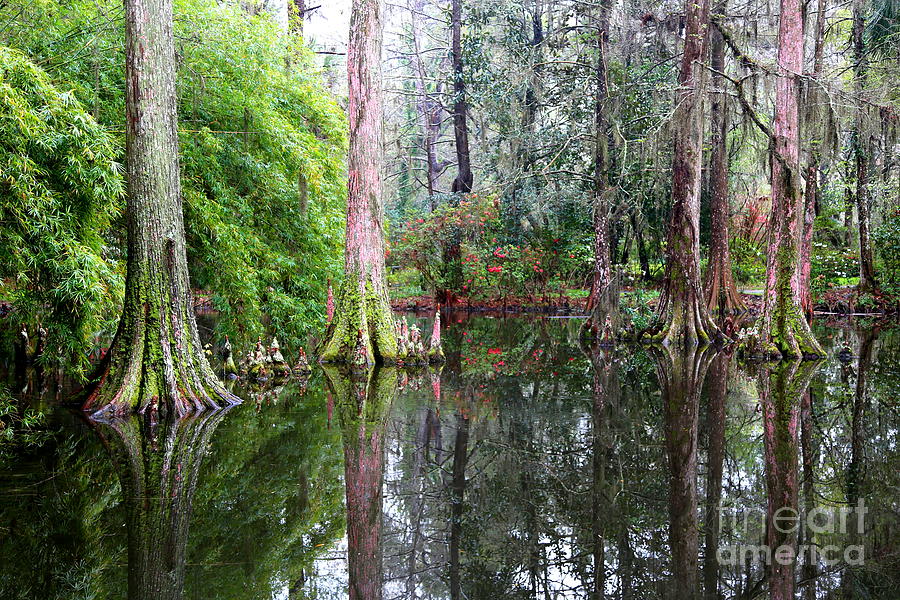 Magical Cypress Swamp Photograph by Carol Groenen