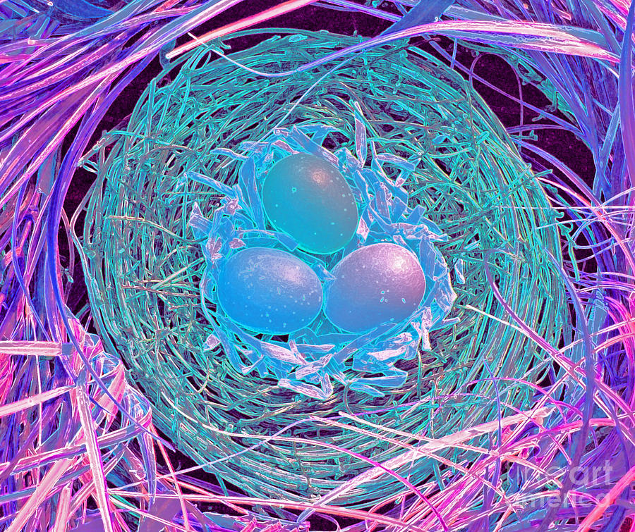 Magical Eggs by jrr Photograph by First Star Art