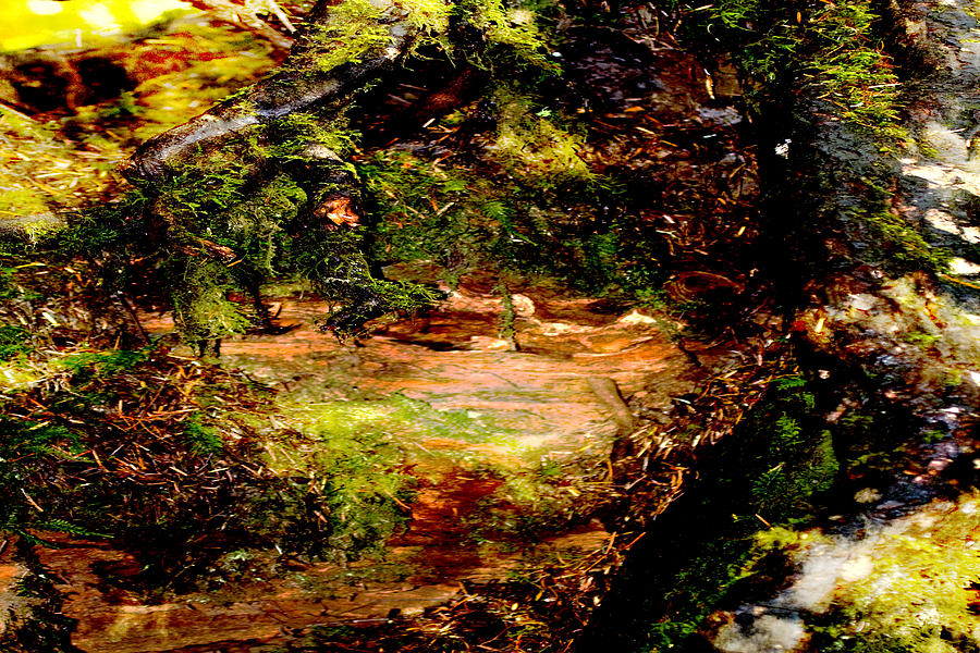 Magical Forest - Myth - Fantasy Painting by Marie Jamieson