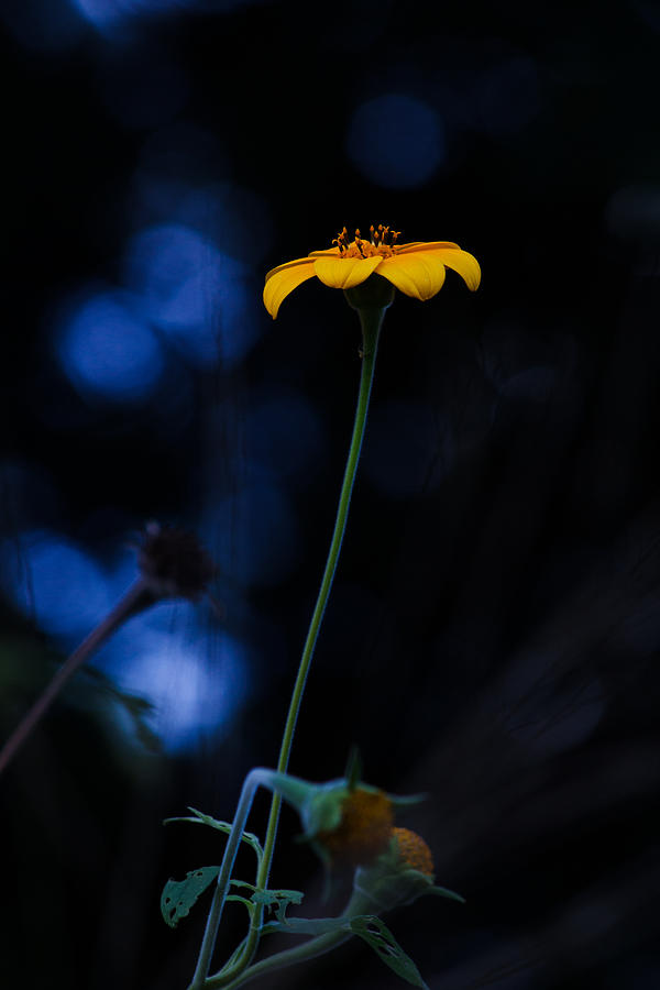 Flowers Still Life Photograph - Magical Forest Arnica  by Mario Morales Rubi