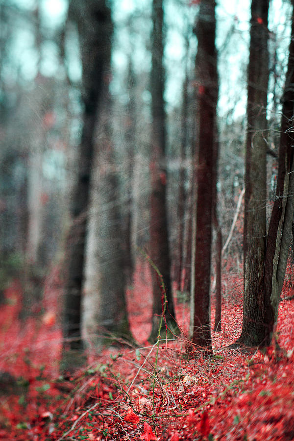 Magical Forest Photograph by Kim Fearheiley