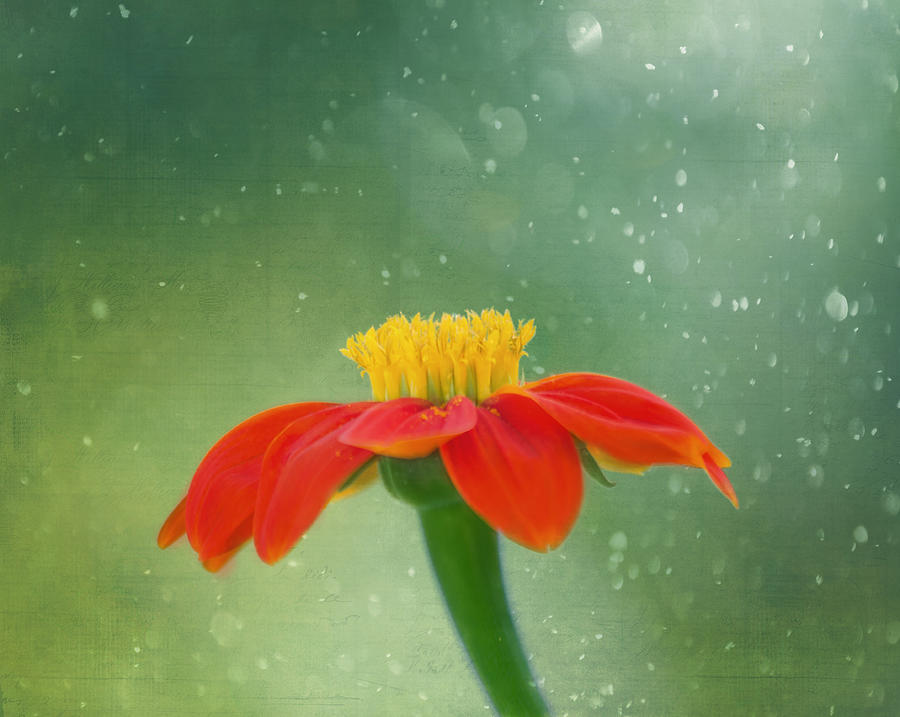 Sunflower Photograph - Magical by Kim Hojnacki