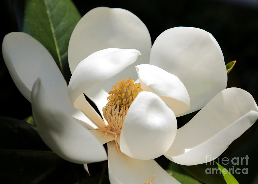 Magnolia Movie Photograph - Magical Magnolia by Carol Groenen