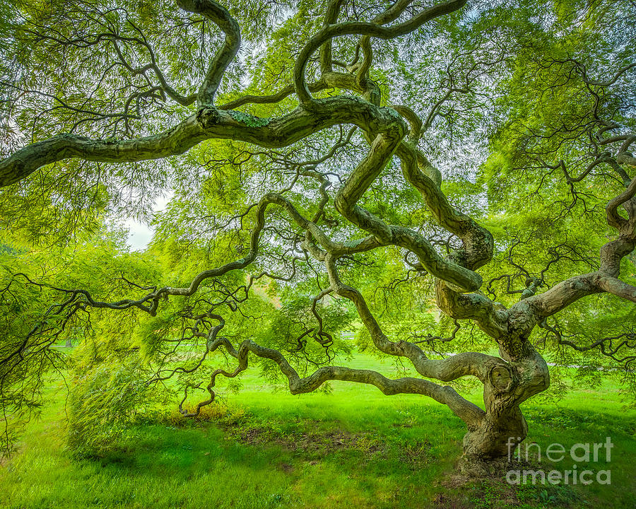Magical Maple Tree Photograph by Michael Ver Sprill