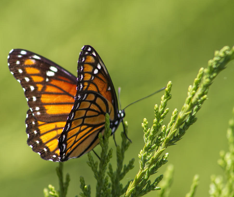 Magical Monarch Butterfly - Danaus plexippus Photograph by Kathy Clark