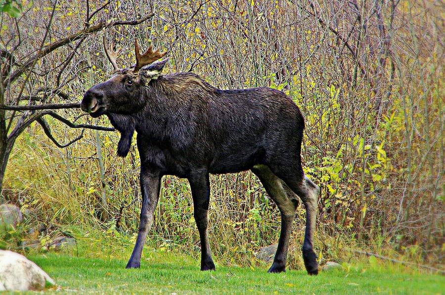 Magical Moose Photograph by Matt Helm