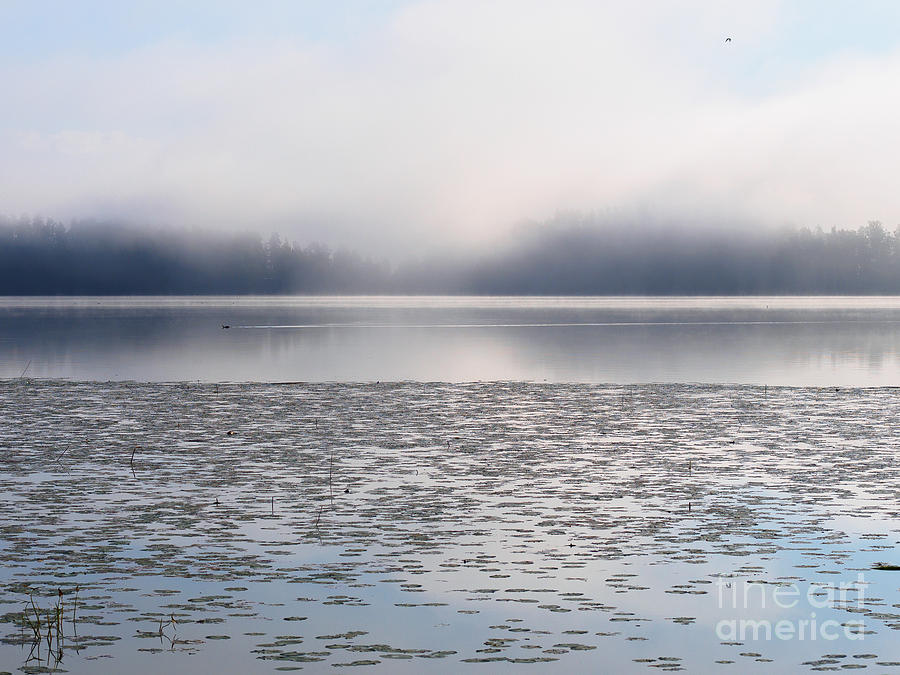 Bird Photograph - Magical Morning of Mist by Ismo Raisanen