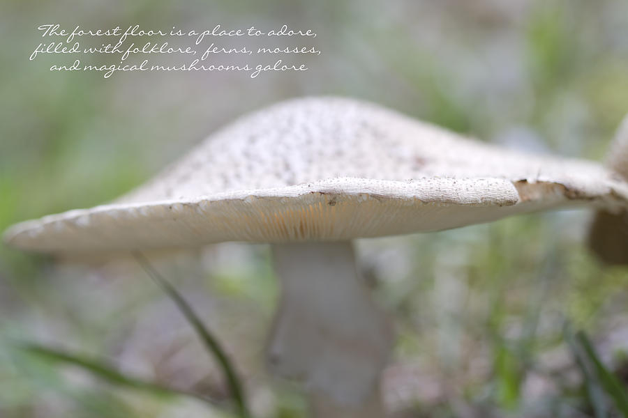 Magical Mushroom Poem by Kathy Clark Photograph by Kathy Clark