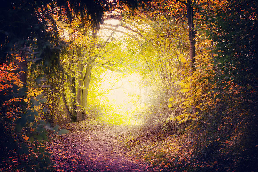 Magical Path In Autumn Park Photograph by Kamisoka
