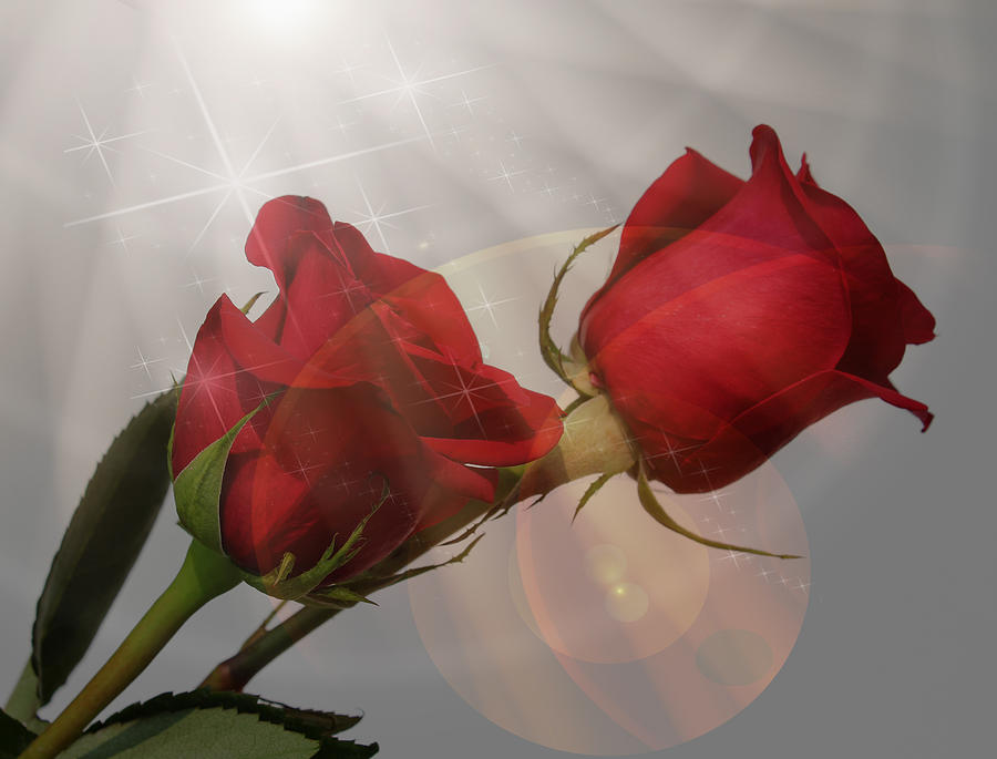 Magical Roses Photograph by Judy Vincent