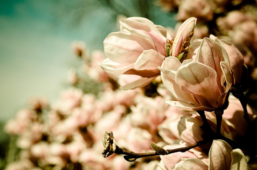 Magical Spring Photograph By Olivia Stclaire Fine Art America