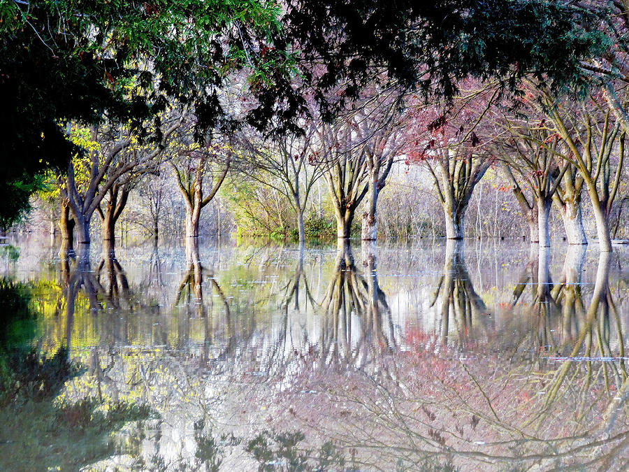 Magical Trees Photograph by Pamela Patch